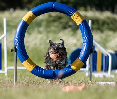Doris hoppar genom ett däckhinder.