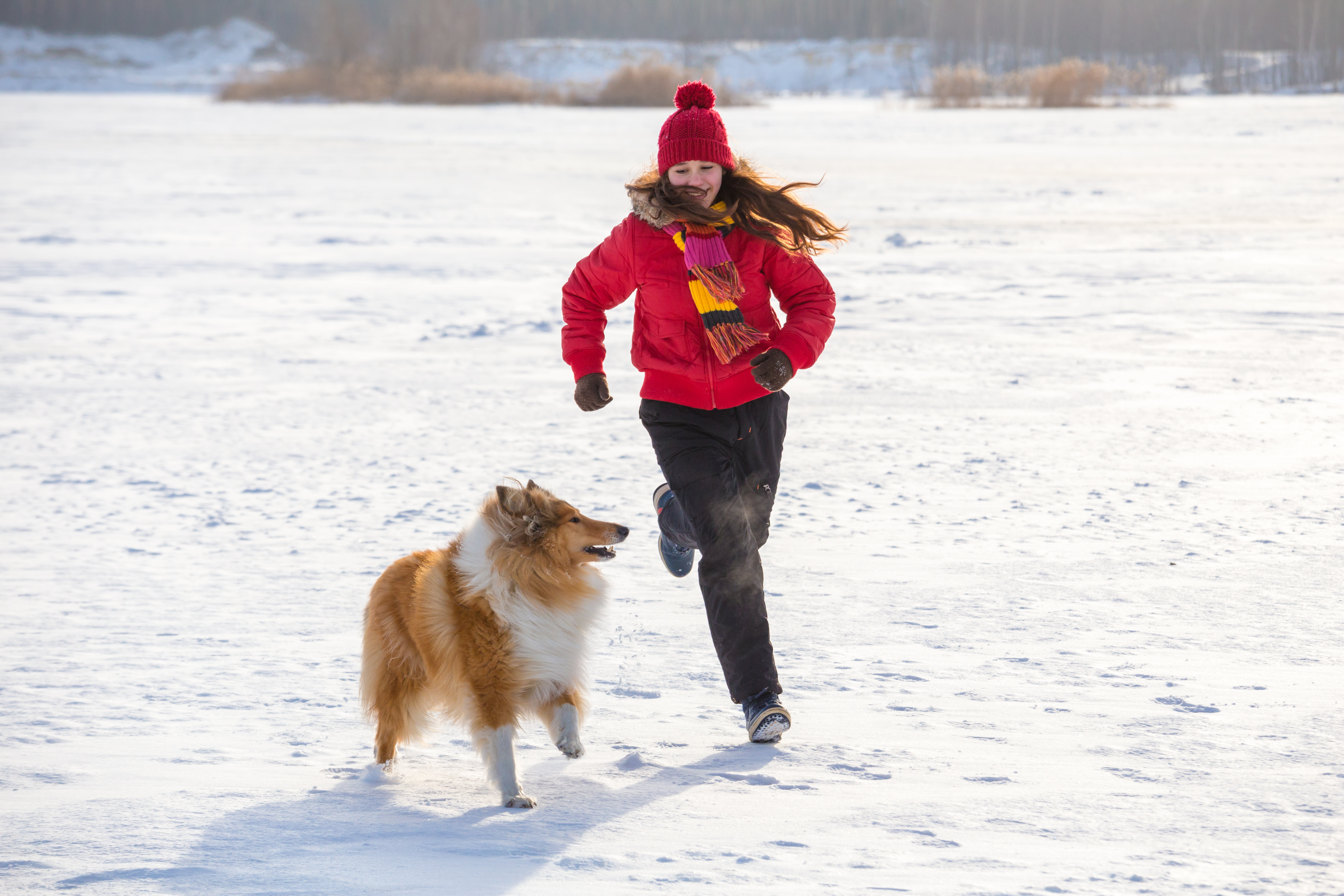 Kvinna och collie springer i snön