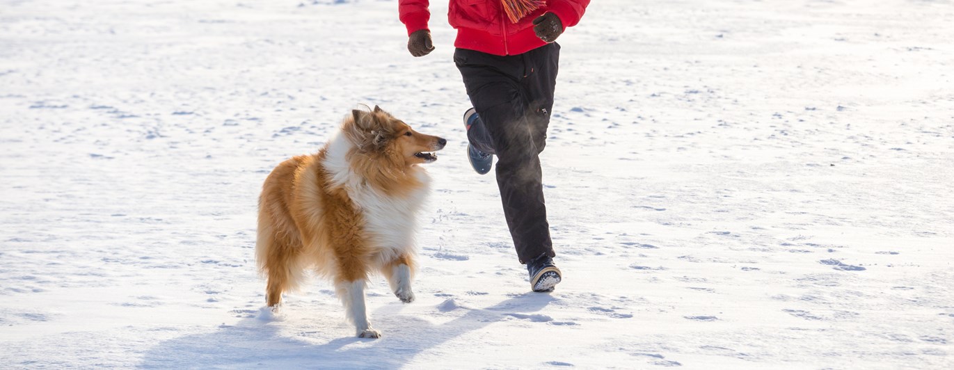 Kvinna och collie springer i snön