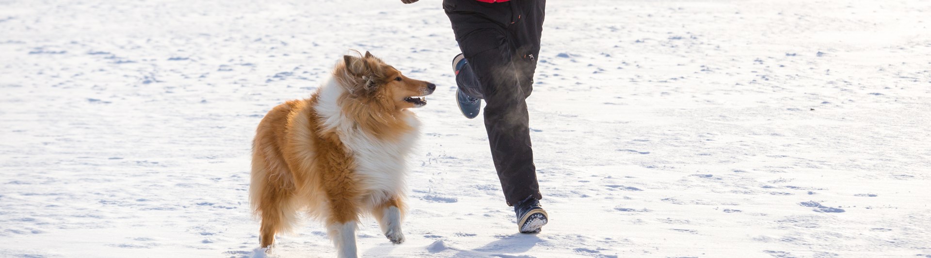 Kvinna och collie springer i snön