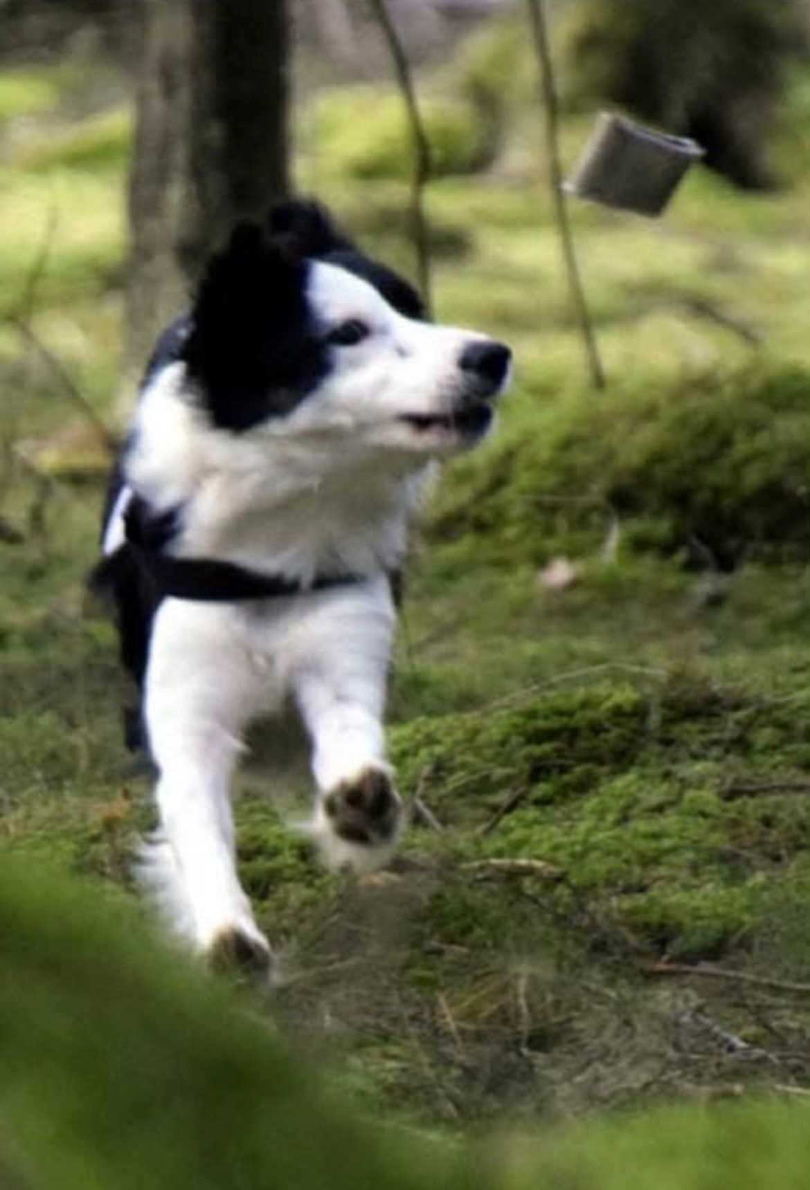 Bordercollie på språng i skogen
