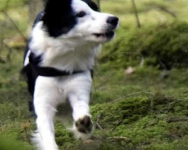 Bordercollie på språng i skogen