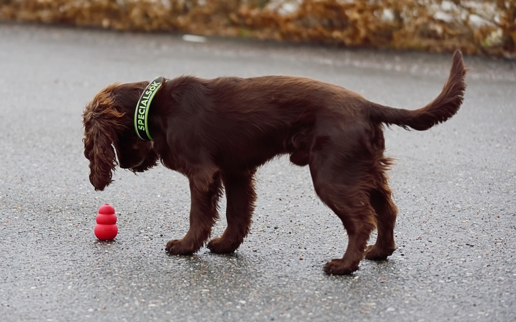 En hund av spanieltyp frysmarkerar på en hel röd kong ute på asfalten.
