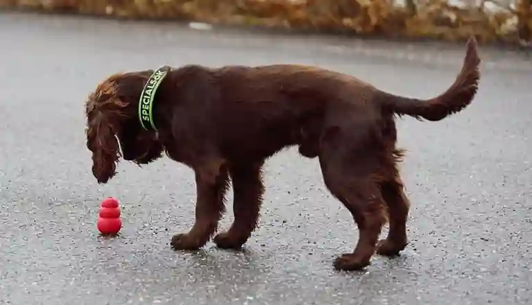 En hund av spanieltyp frysmarkerar på en hel röd kong ute på asfalten.