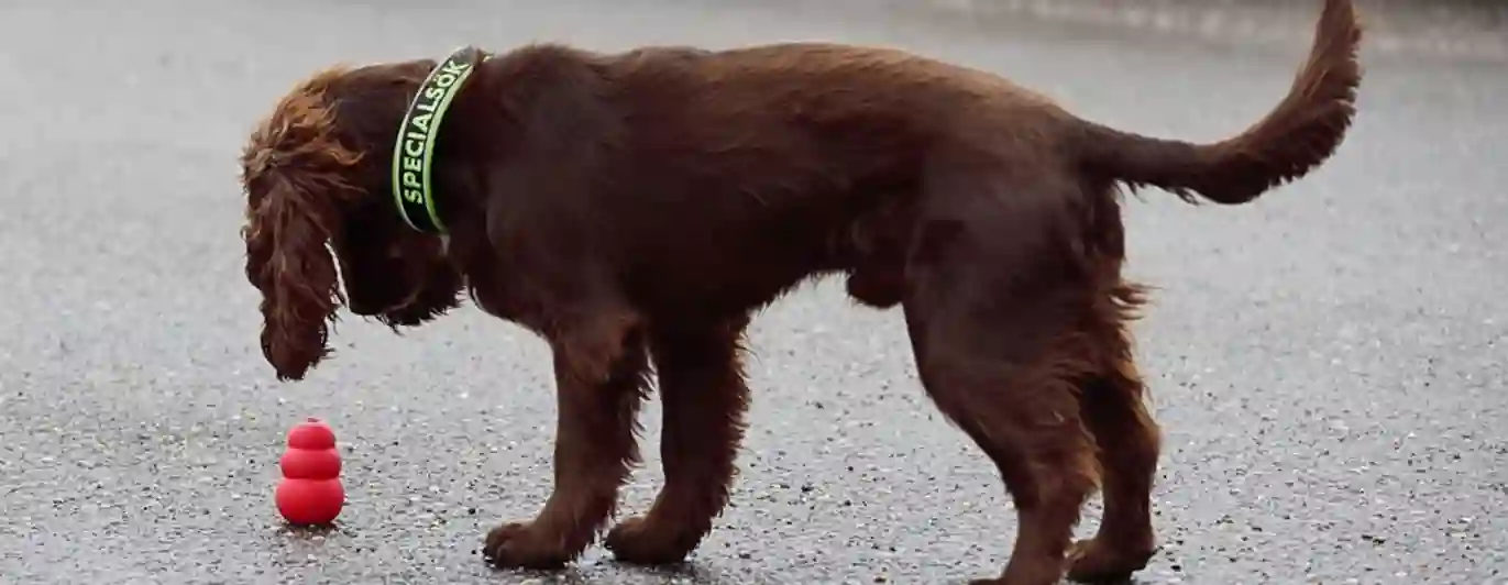 En hund av spanieltyp frysmarkerar på en hel röd kong ute på asfalten.