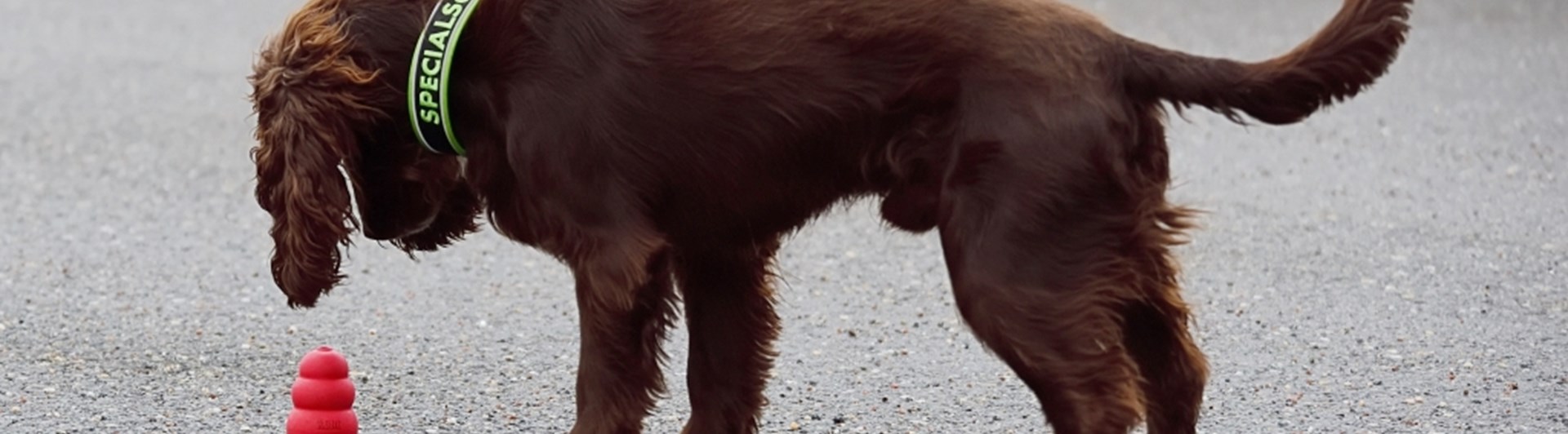 En hund av spanieltyp frysmarkerar på en hel röd kong ute på asfalten.