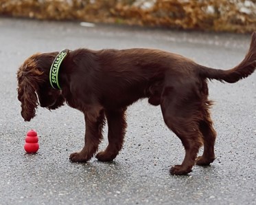 En hund av spanieltyp frysmarkerar på en hel röd kong ute på asfalten.
