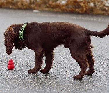 En hund av spanieltyp frysmarkerar på en hel röd kong ute på asfalten.