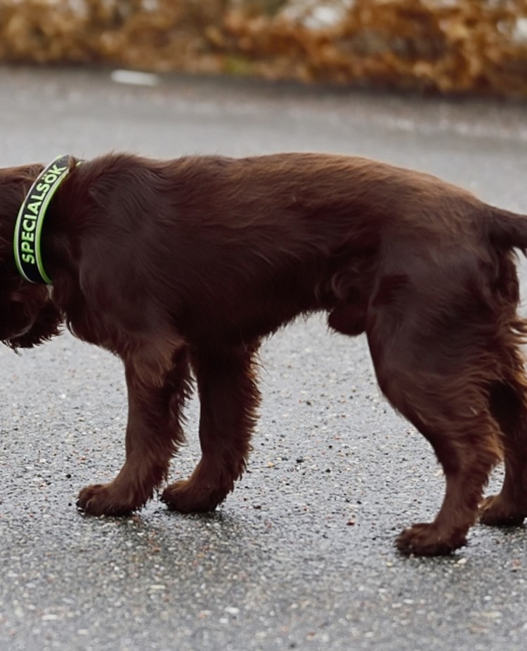 En hund av spanieltyp frysmarkerar på en hel röd kong ute på asfalten.