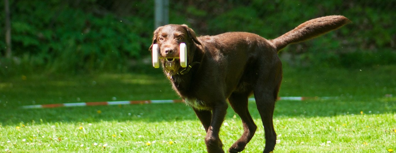 Labrador som springer med en apport mot föraren