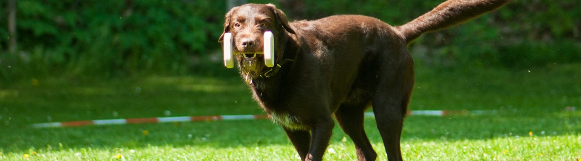 Labrador som springer med en apport mot föraren