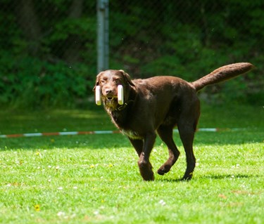 Labrador som springer med en apport mot föraren