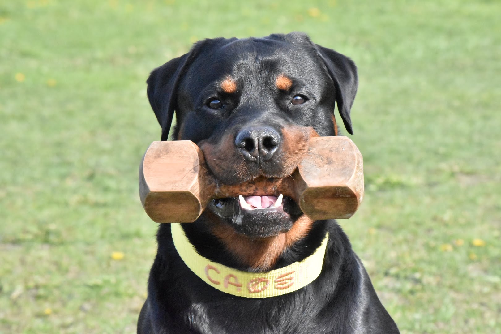 Rottweiler med apportbock i munnen