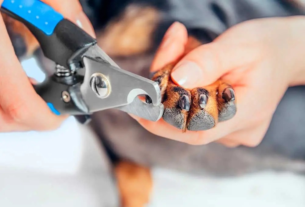 En hund som får klorna klippta