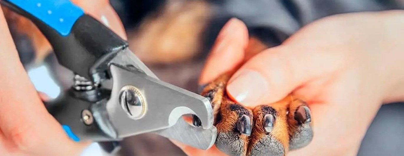 En hund som får klorna klippta