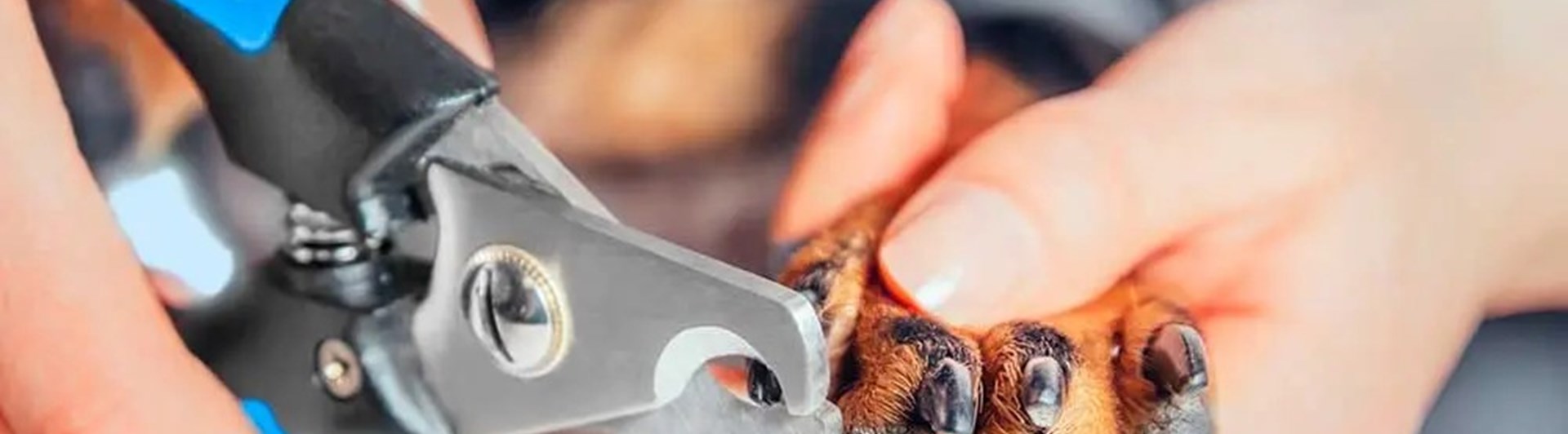 En hund som får klorna klippta