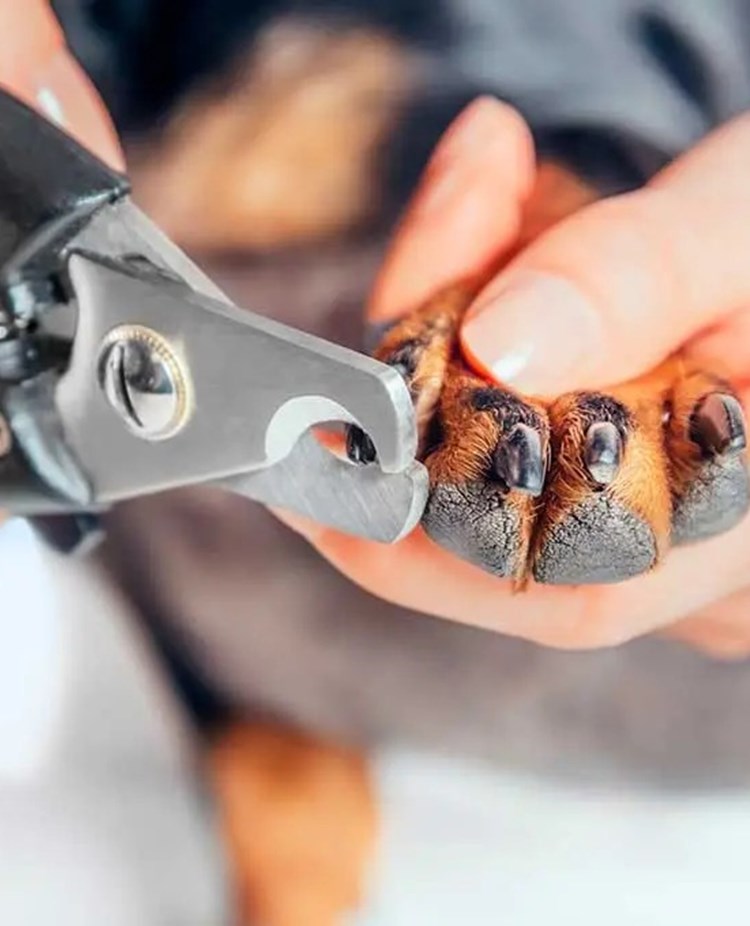 En hund som får klorna klippta