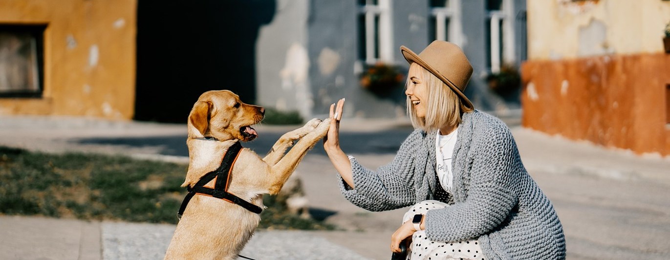 Hund och människa göra high five