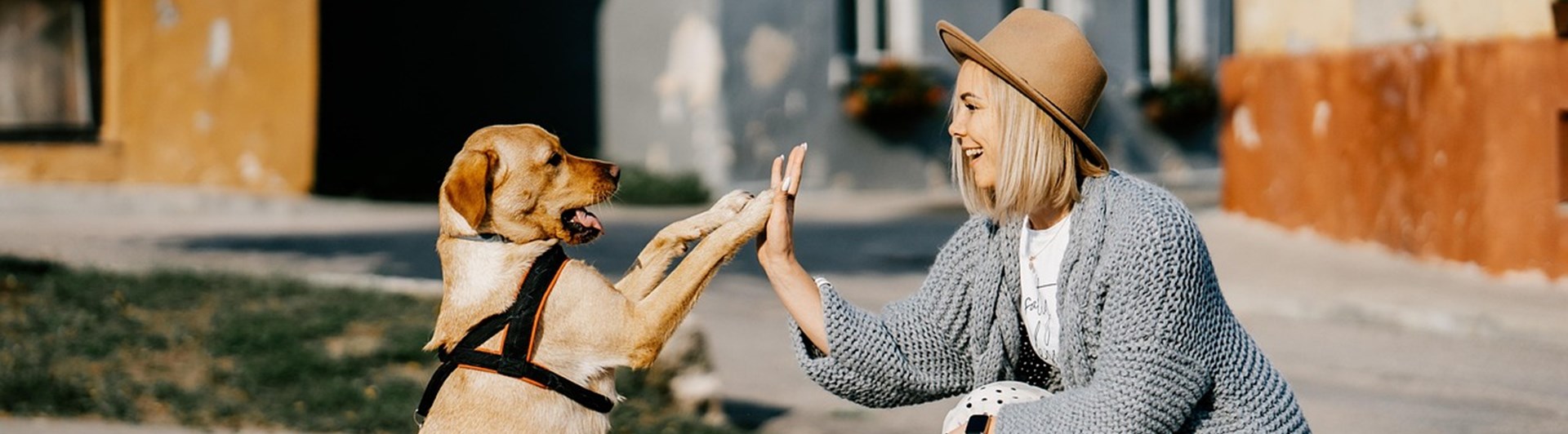 Hund och människa göra high five