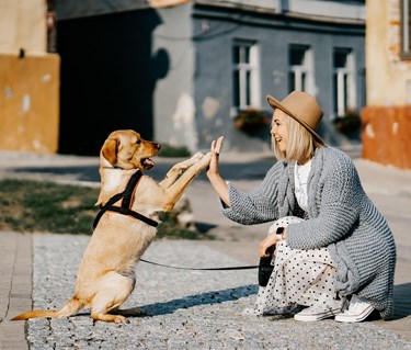 Hund och människa göra high five