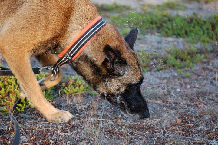 Malinois nosar i marken Foto: Kristina Svensson