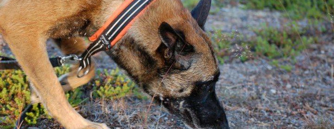 Malinois nosar i marken Foto: Kristina Svensson