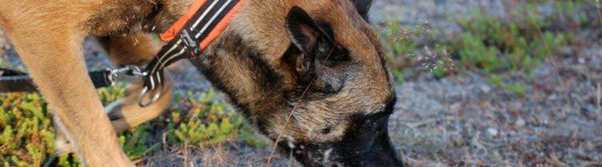 Malinois nosar i marken Foto: Kristina Svensson