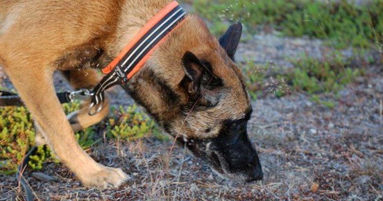 Malinois nosar i marken Foto: Kristina Svensson