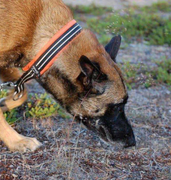 Malinois nosar i marken Foto: Kristina Svensson