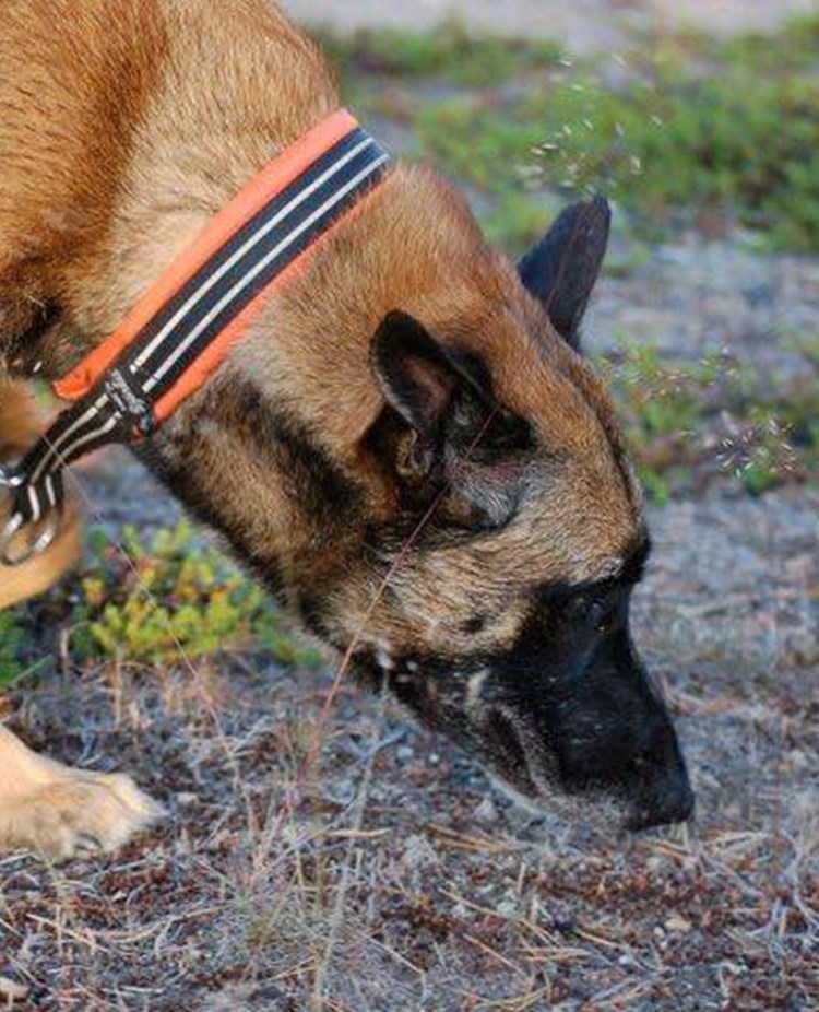 Malinois nosar i marken Foto: Kristina Svensson