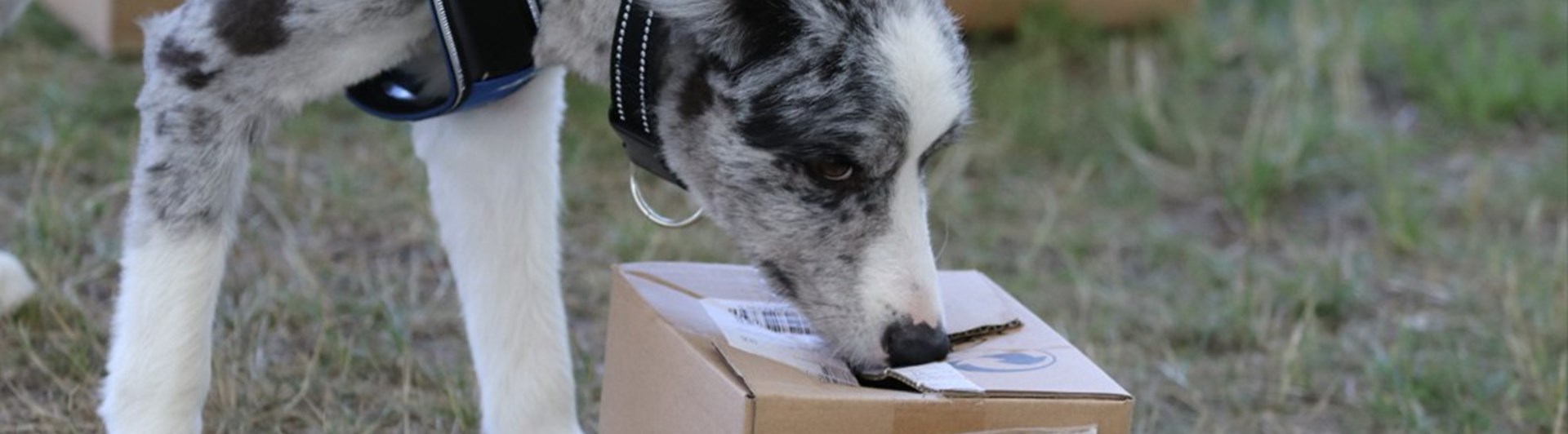 Kartongsök NoseWork