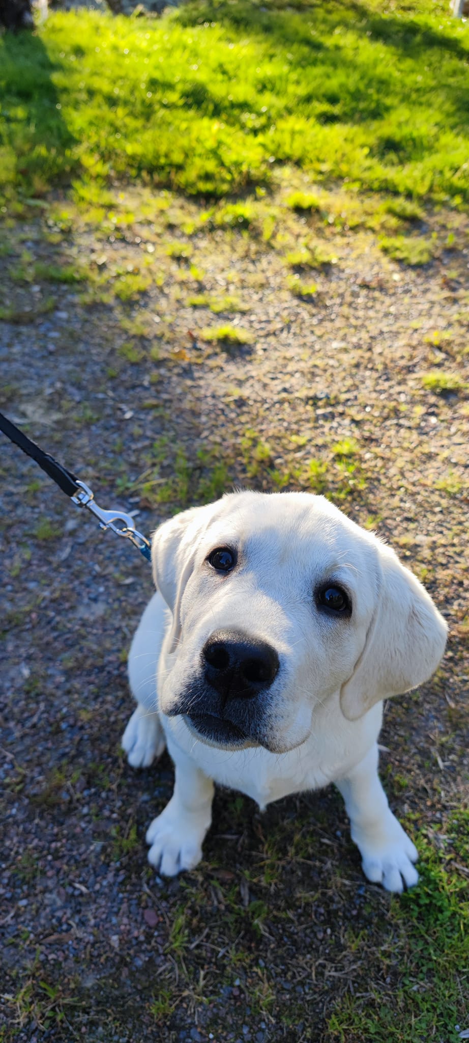 Gul labradorvalp