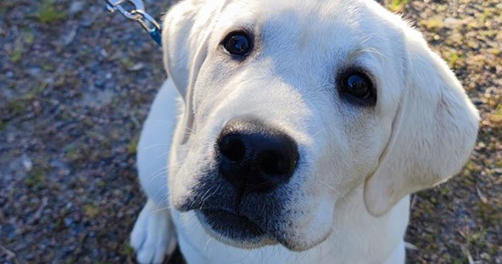 Gul labradorvalp
