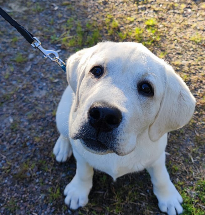 Gul labradorvalp