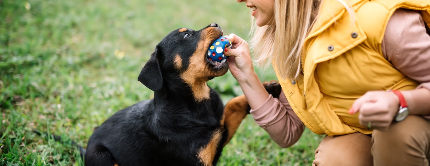 Rottweilervalp leker