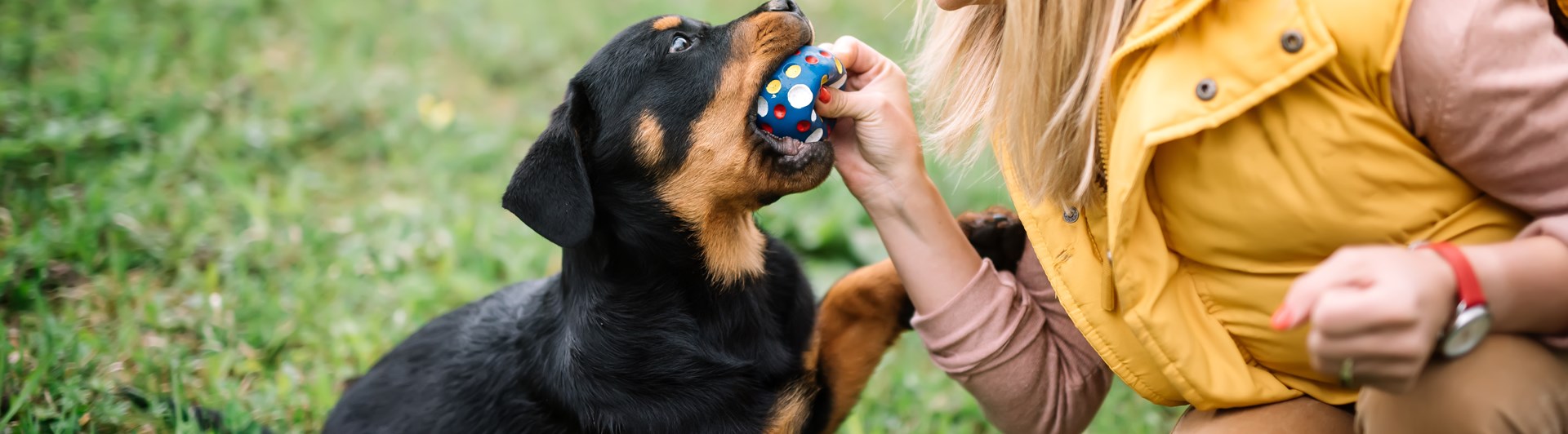 Rottweilervalp leker