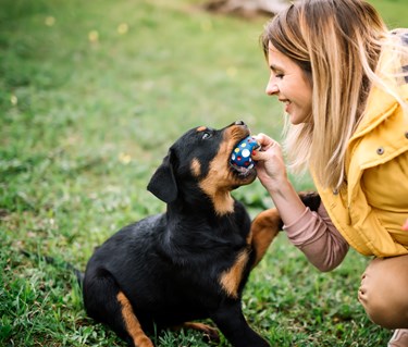 Rottweilervalp leker