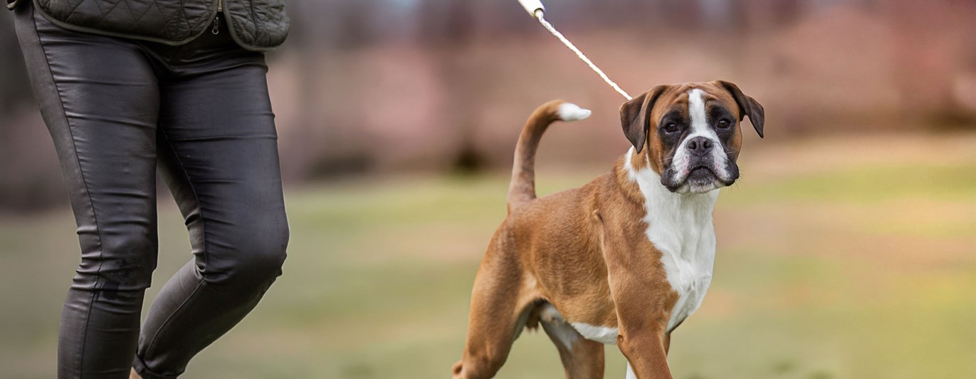 Boxer