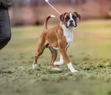 Boxer
