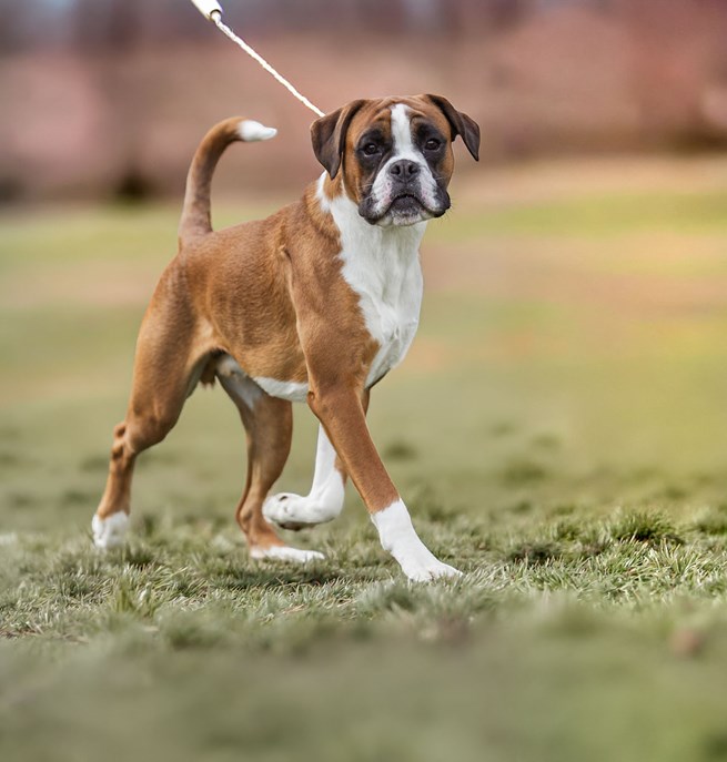 Boxer