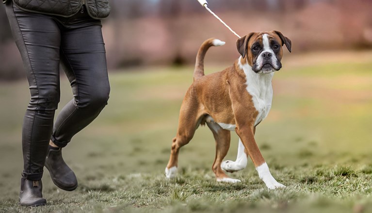 Boxer