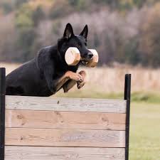 Hund som hoppar över ett täckt hinder med en apport i munnen