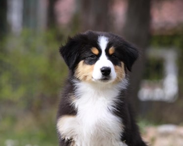 Australian Shepherd