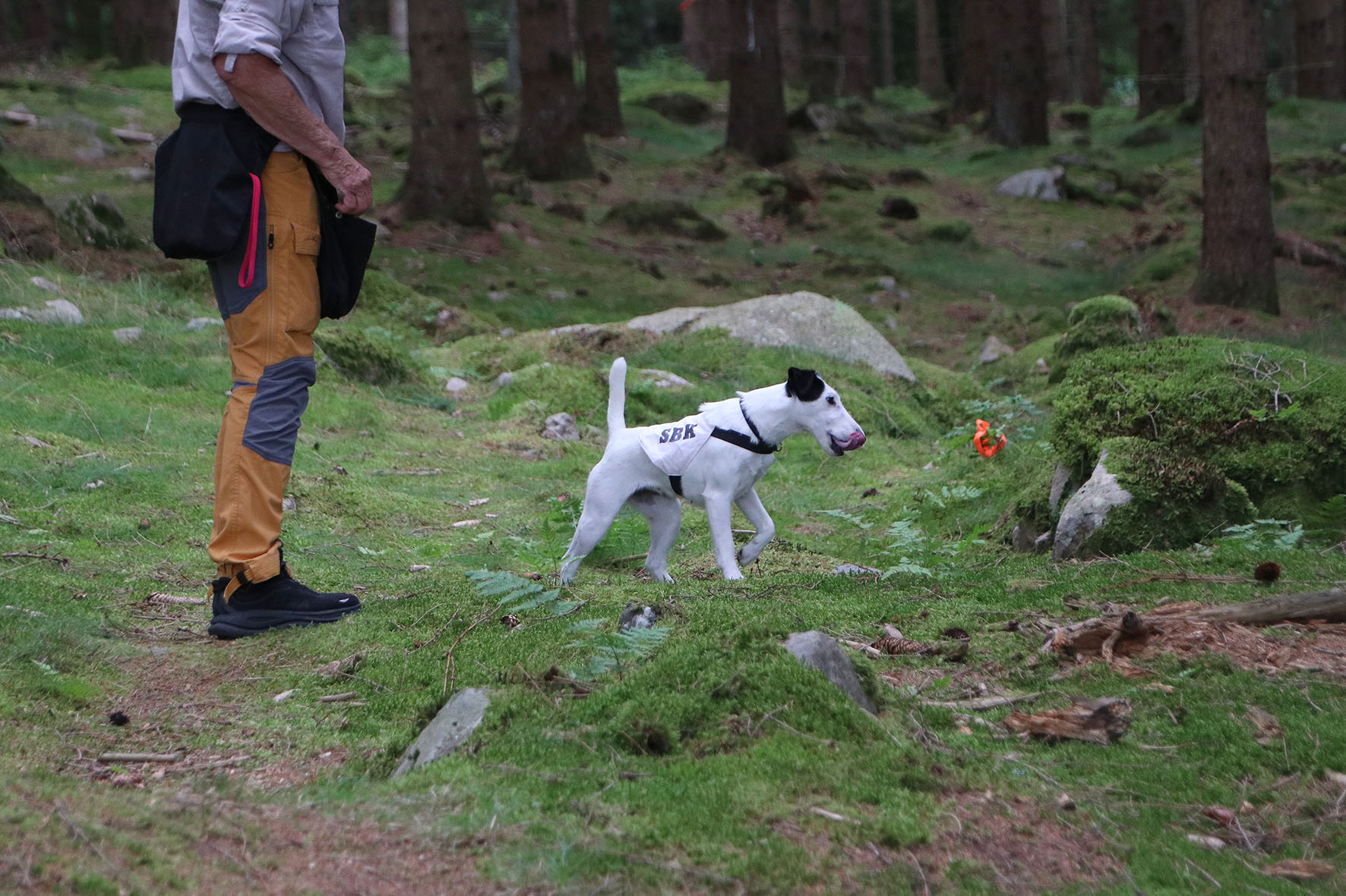 Vit foxterrier med svarta öron står framför sin förare i skogen och väntar på att få börja söka.
