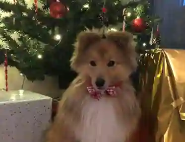 Hund framför julgran