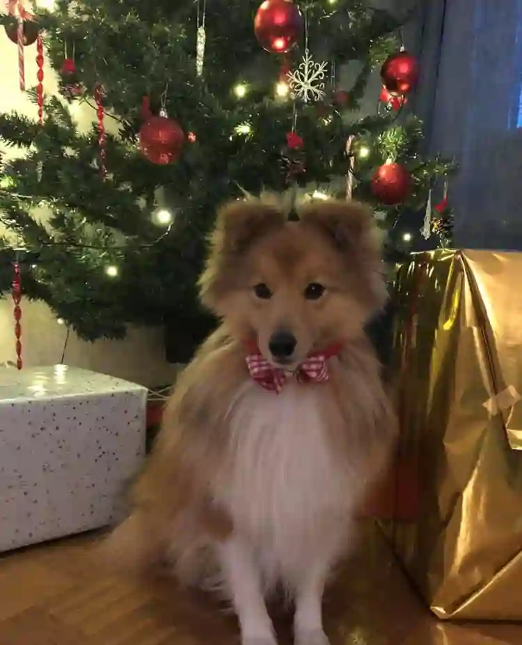 Hund framför julgran