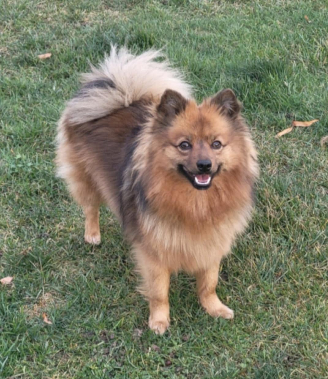 Årets Hund 2025 Jönköpings Brukshundklubb
