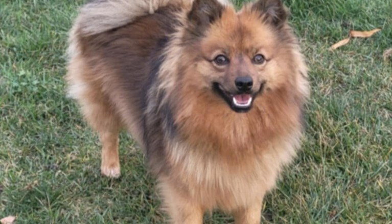 Årets Hund 2025 Jönköpings Brukshundklubb