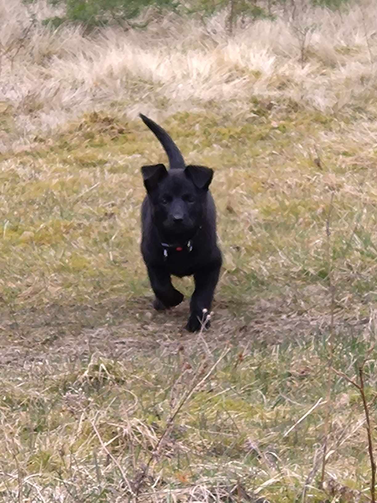 Amon springer på inkallning