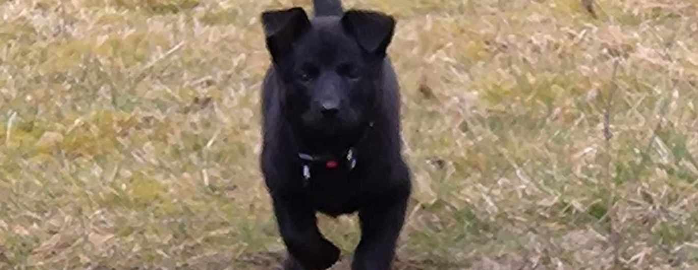 Amon springer på inkallning